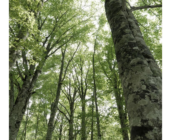 大森林の樹木