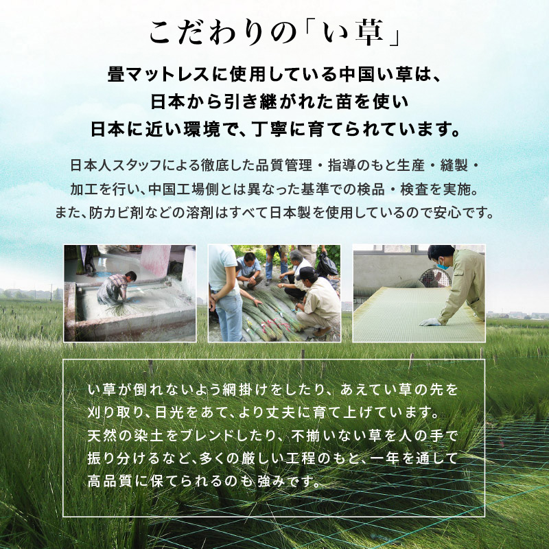 こだわりの「い草」 畳マットレスに使用しているい草は、日本から引き継がれた日本のい草を使用しています。日本で培われた、丁寧に育てられたこだわりのい草。