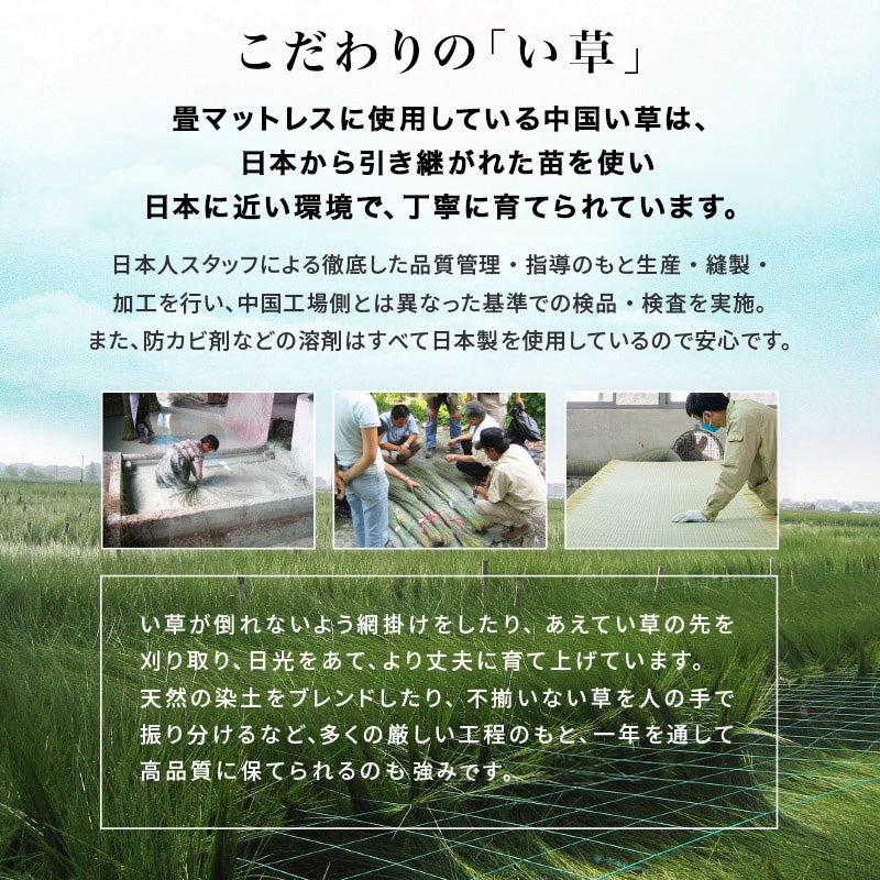 こだわりの「い草」 畳マットレスに使用しているい草は、日本から引き継がれた日本のい草を使用しています。日本で培われた、丁寧に育てられたこだわりのい草。